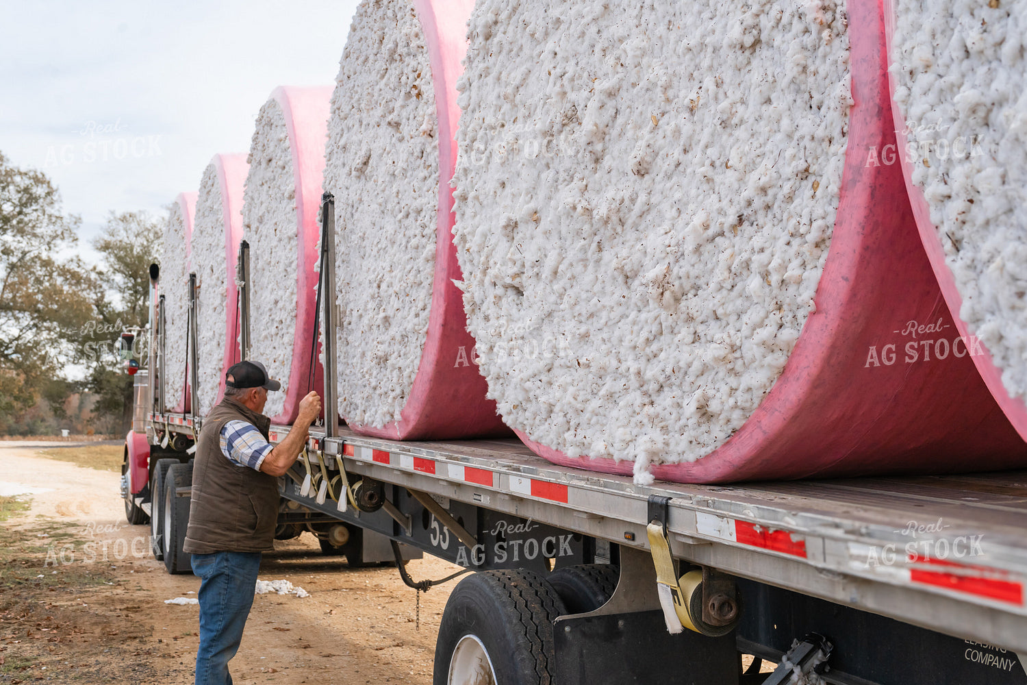 Farmer at Cotton Harvest 128053