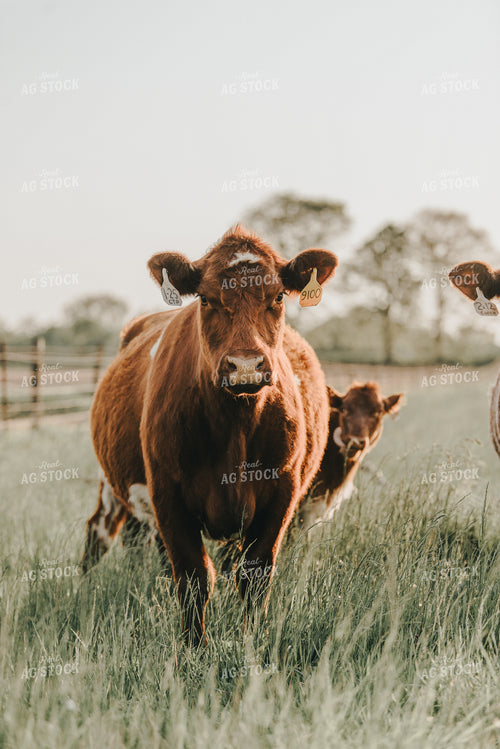 Cow and Calf in Pasture 113001