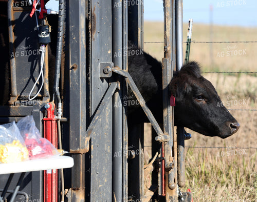 Working Cattle 141806