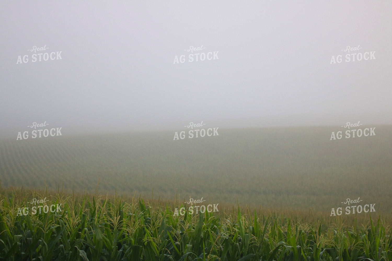 Midseason Corn 82296