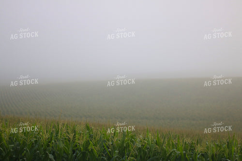 Midseason Corn 82296