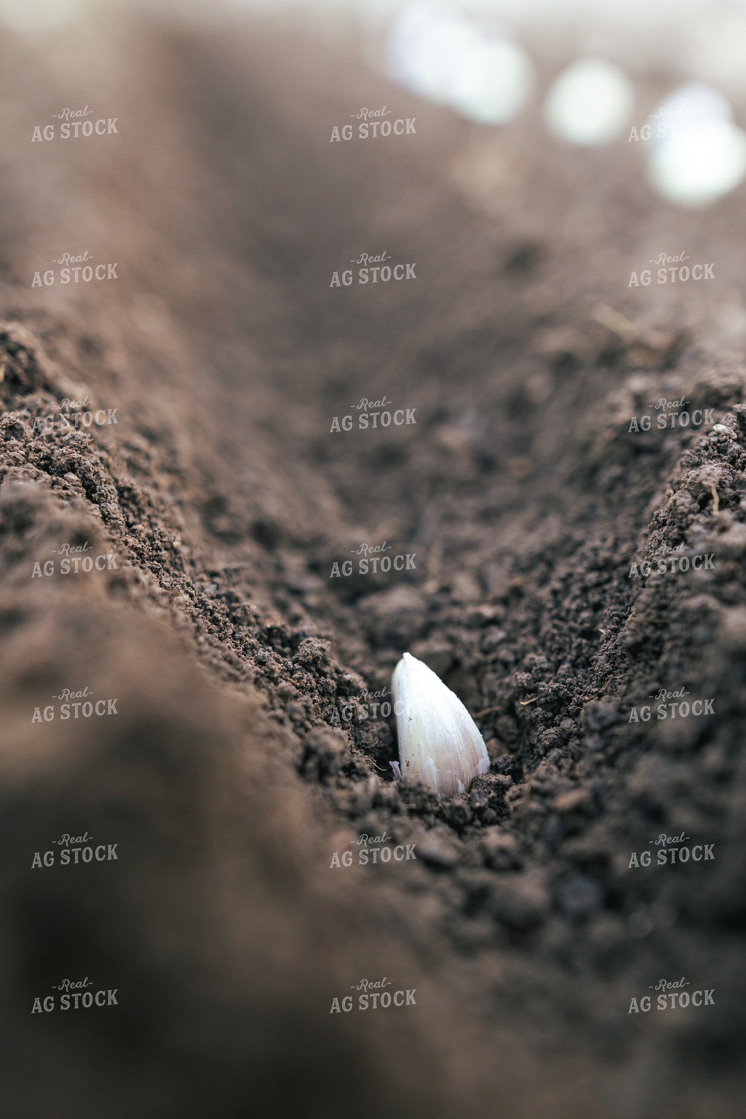 Planting Garlic 162031