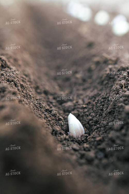 Planting Garlic 162031