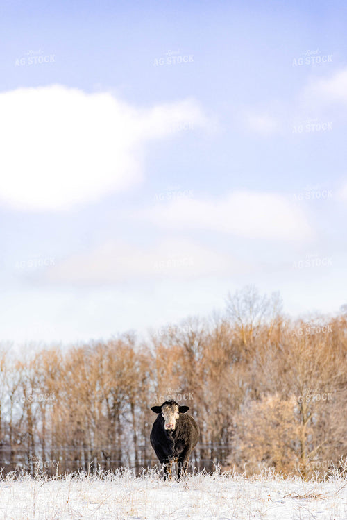 Cow in Snowy Pasture 96020