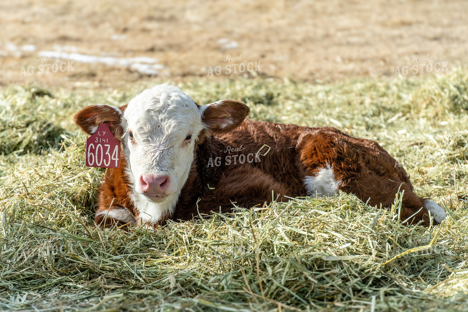 Hereford Calf 65588