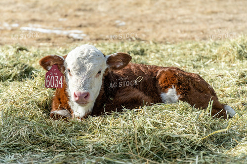 Hereford Calf 65588