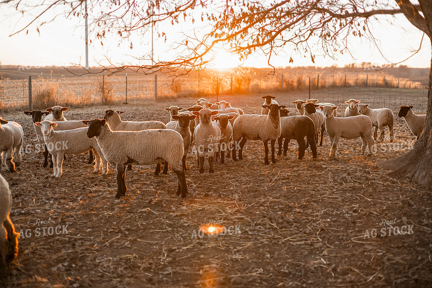 Sheep at Sunset 93365
