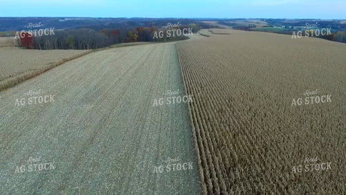 Fly Over Dried Corn Field 250029
