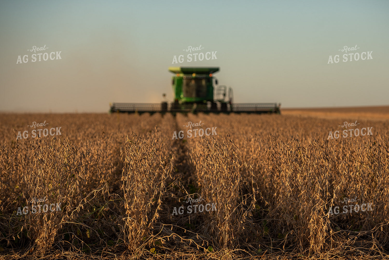 Soybean Harvest 274032
