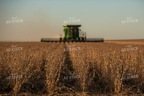 Soybean Harvest 274032