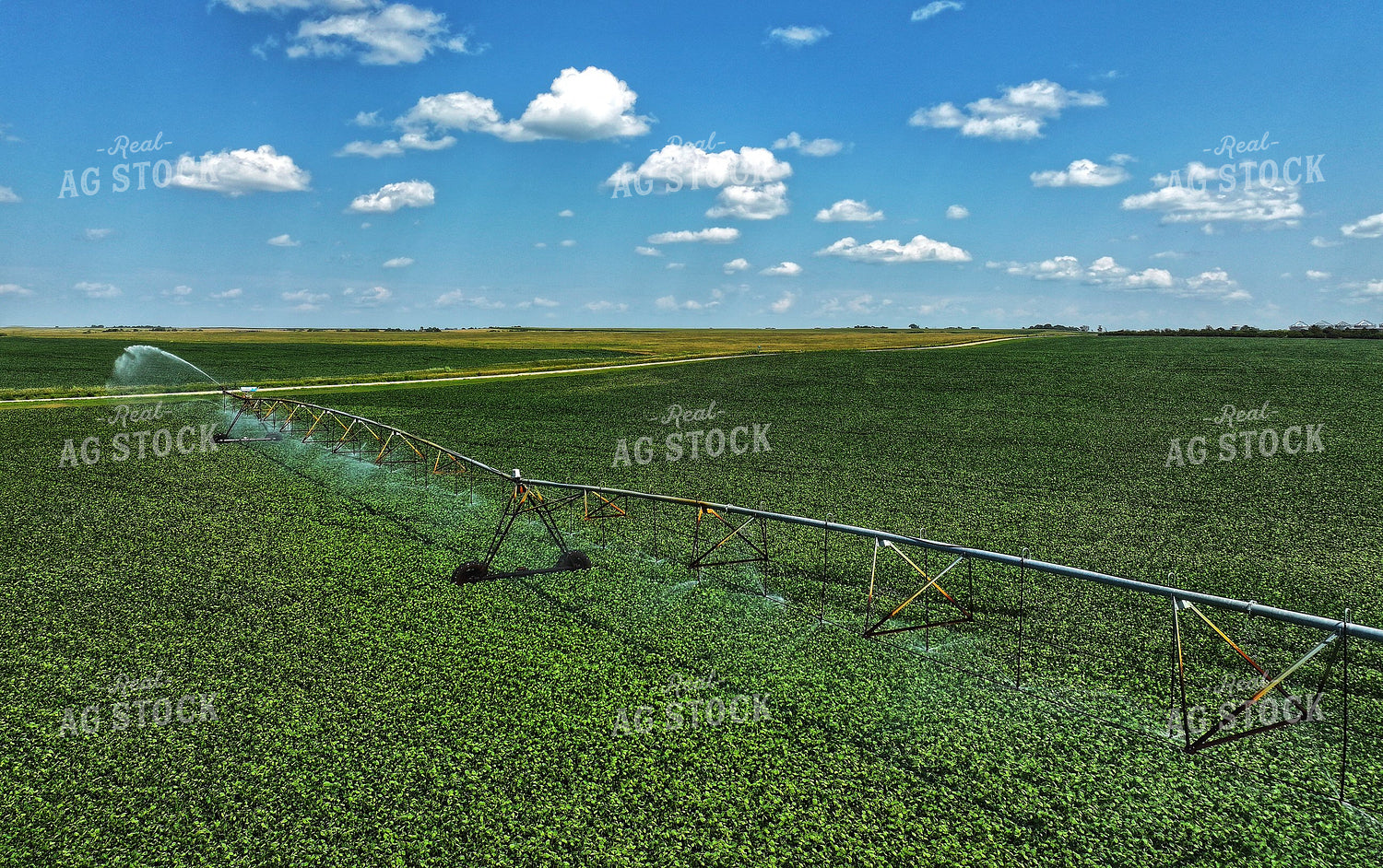 Irrigated Soybean Field 141170