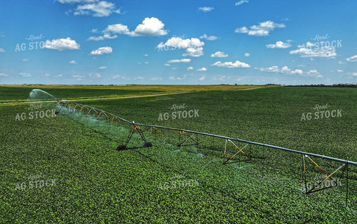Irrigated Soybean Field 141170