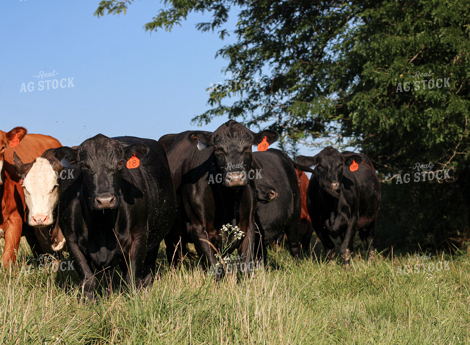 Cattle on Pasture 182031