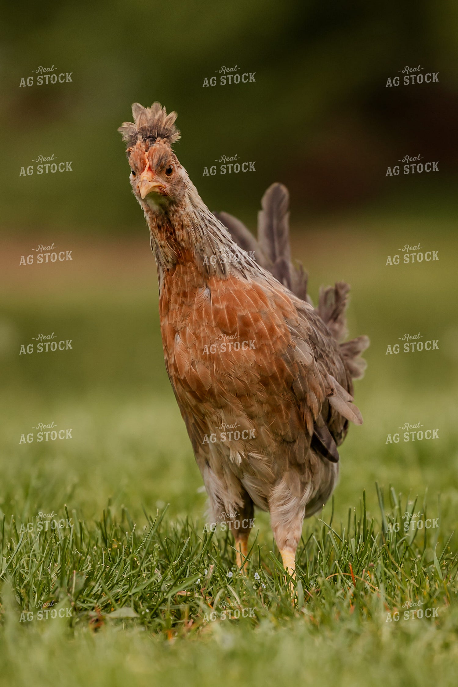 Pullet Laying Chicken 104080