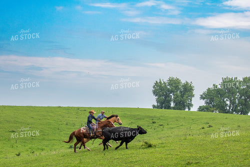 Ranchers on Horseback Herding Cattle 214185