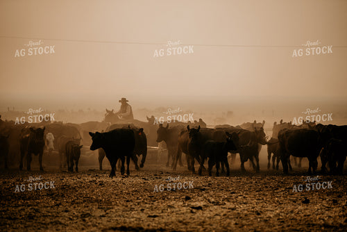 Rancher in Pasture with Cattle 54025