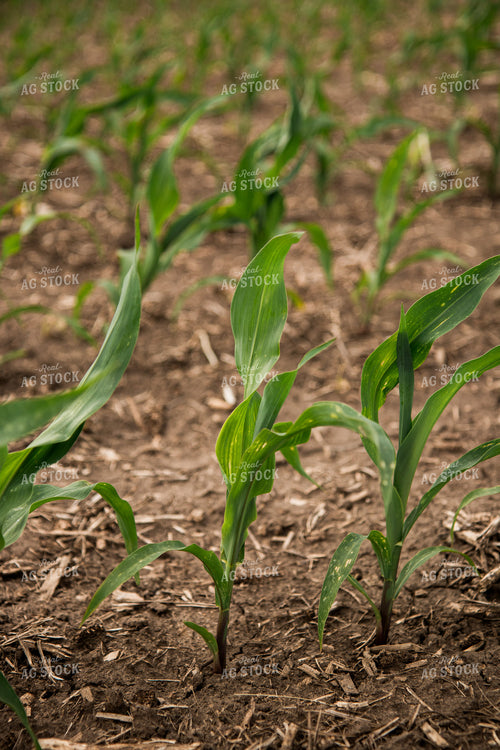 Corn Plant 67339