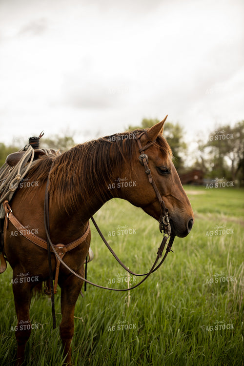 Saddled Horse 71017