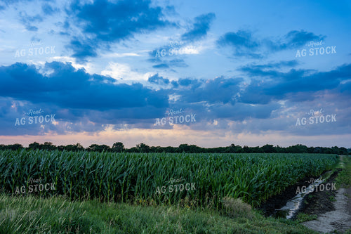 Mid-Season Corn Field 65890