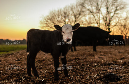 Black Baldy Calf 59082