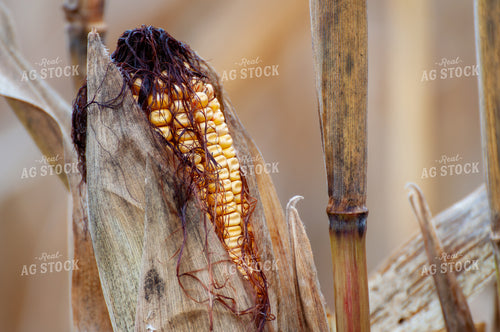 Dried Corn 103062