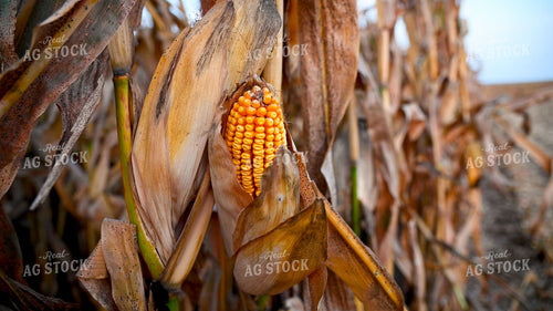 Dried Corn Ear in the Field 25498