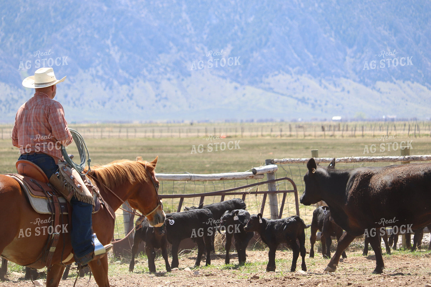 Working Cattle 102137