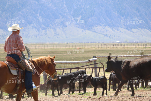 Working Cattle 102137