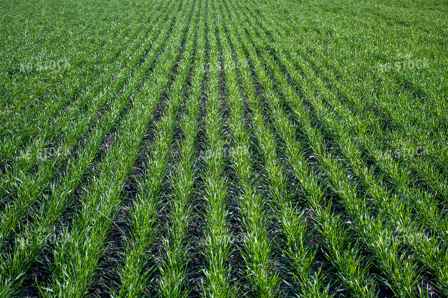 Green Wheat Field 50108
