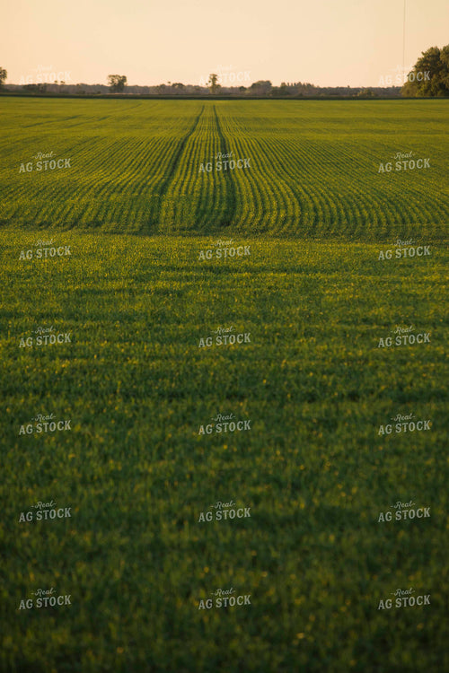 Green Wheat Field 5443