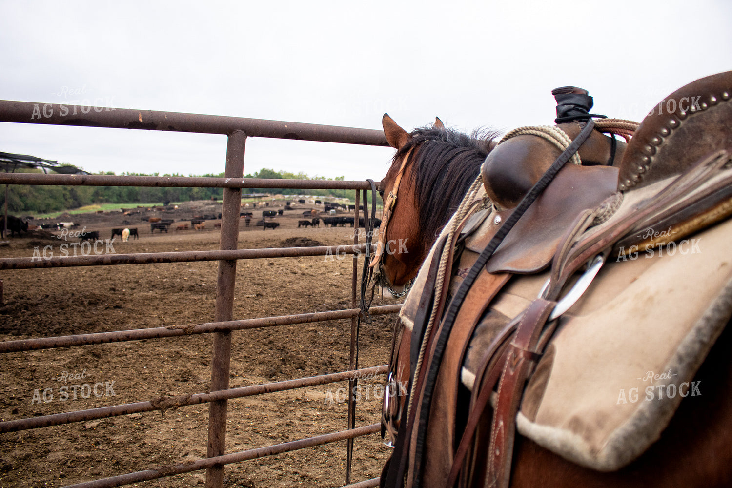 Horse Ready to Work Cattle 214278
