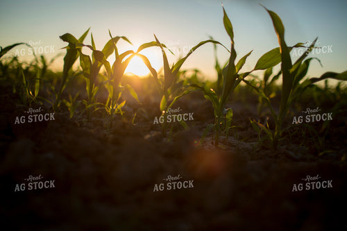 Corn - Early Growth 1091
