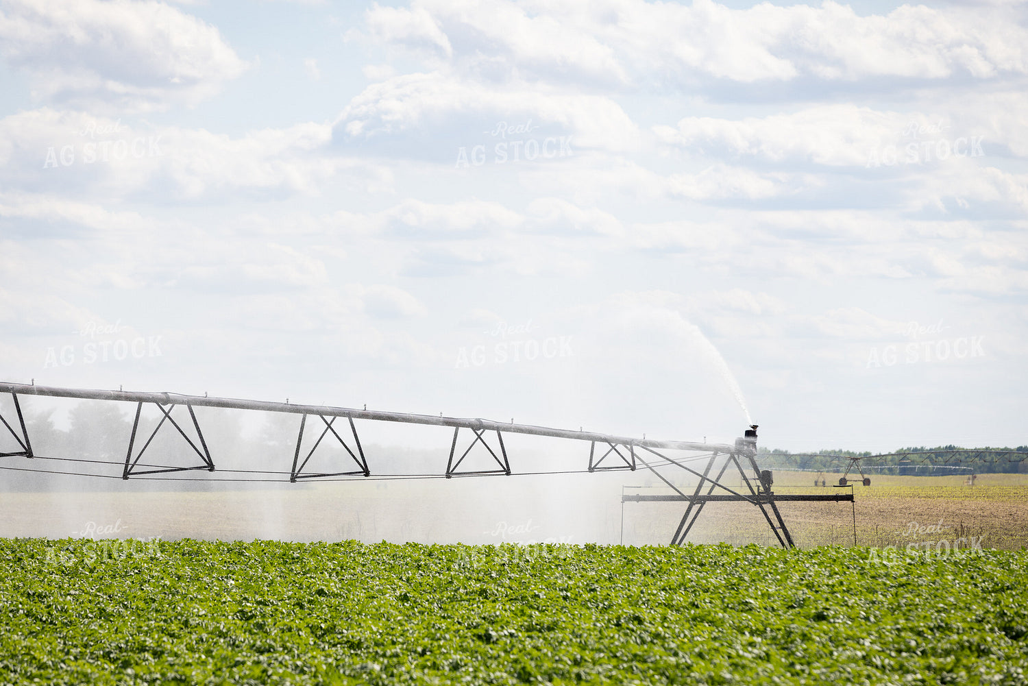Irrigated Potato Field 178124