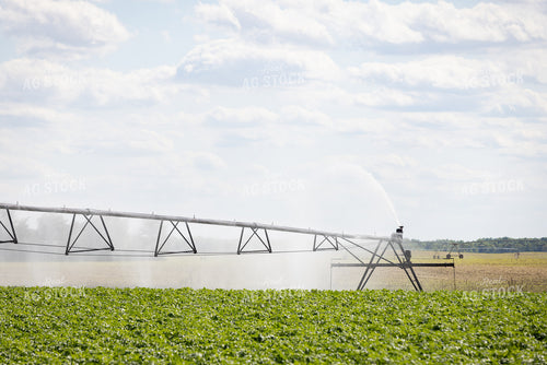 Irrigated Potato Field 178124