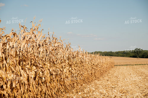 Dried Corn Waiting to be Harvested on a Sunny Day 25918