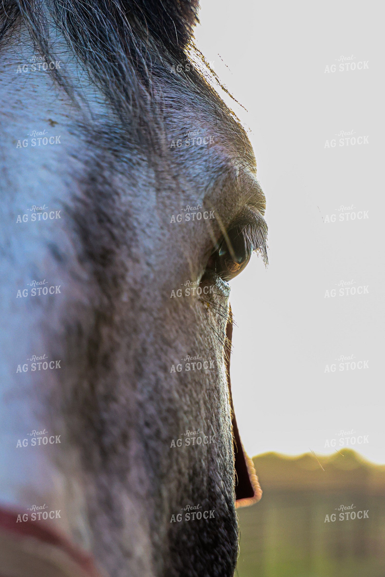 Horse Close Up 160430
