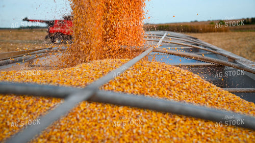 Grain Cart Unloading into Semi 25495