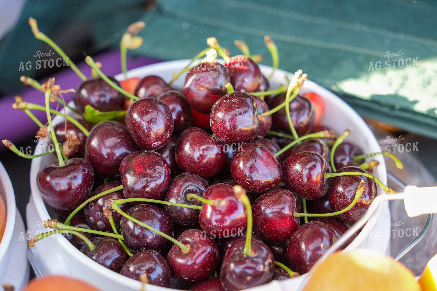 Harvested Cherries in Bucket 65791