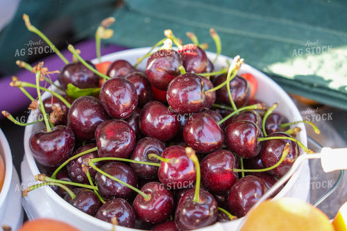 Harvested Cherries in Bucket 65791