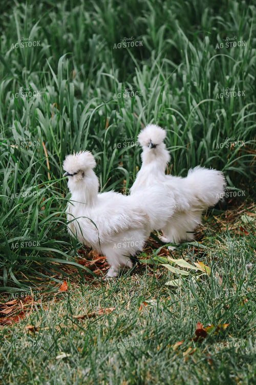 Silkie Chickens 173008