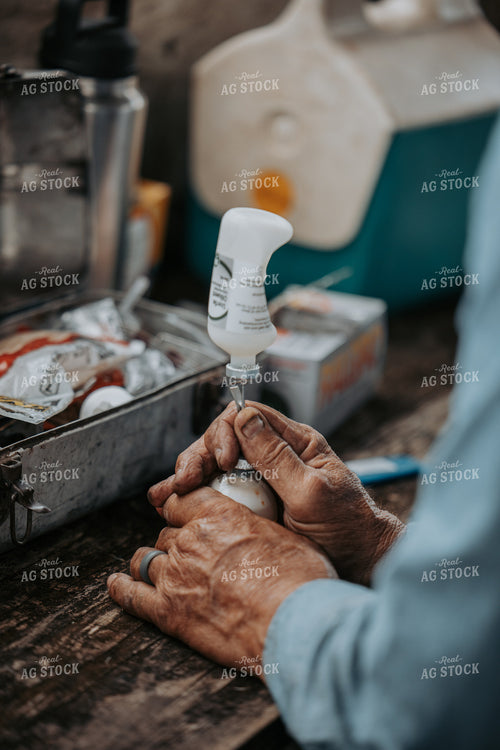 Hands Preparing Vaccine for Livestock 229004