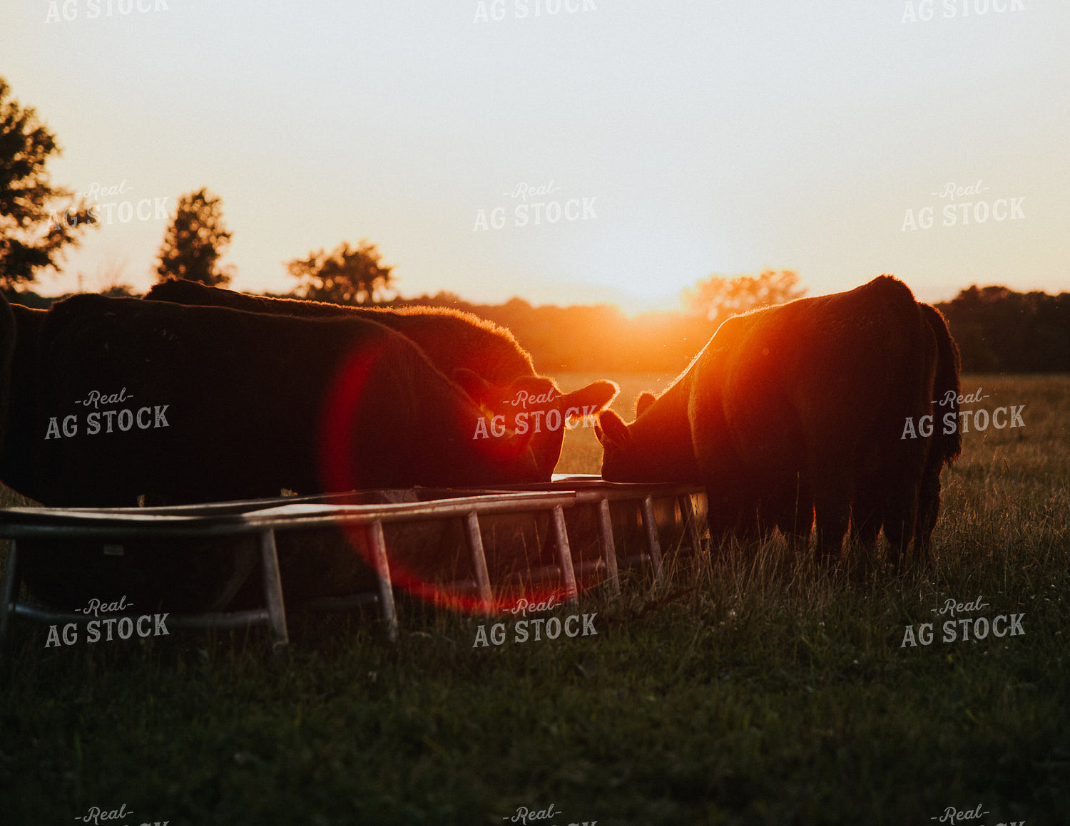 Cattle on Pasture 269019
