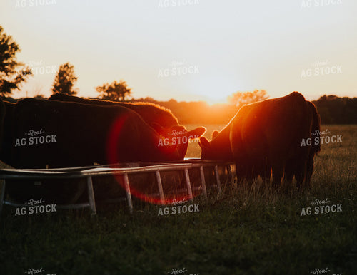 Cattle on Pasture 269019