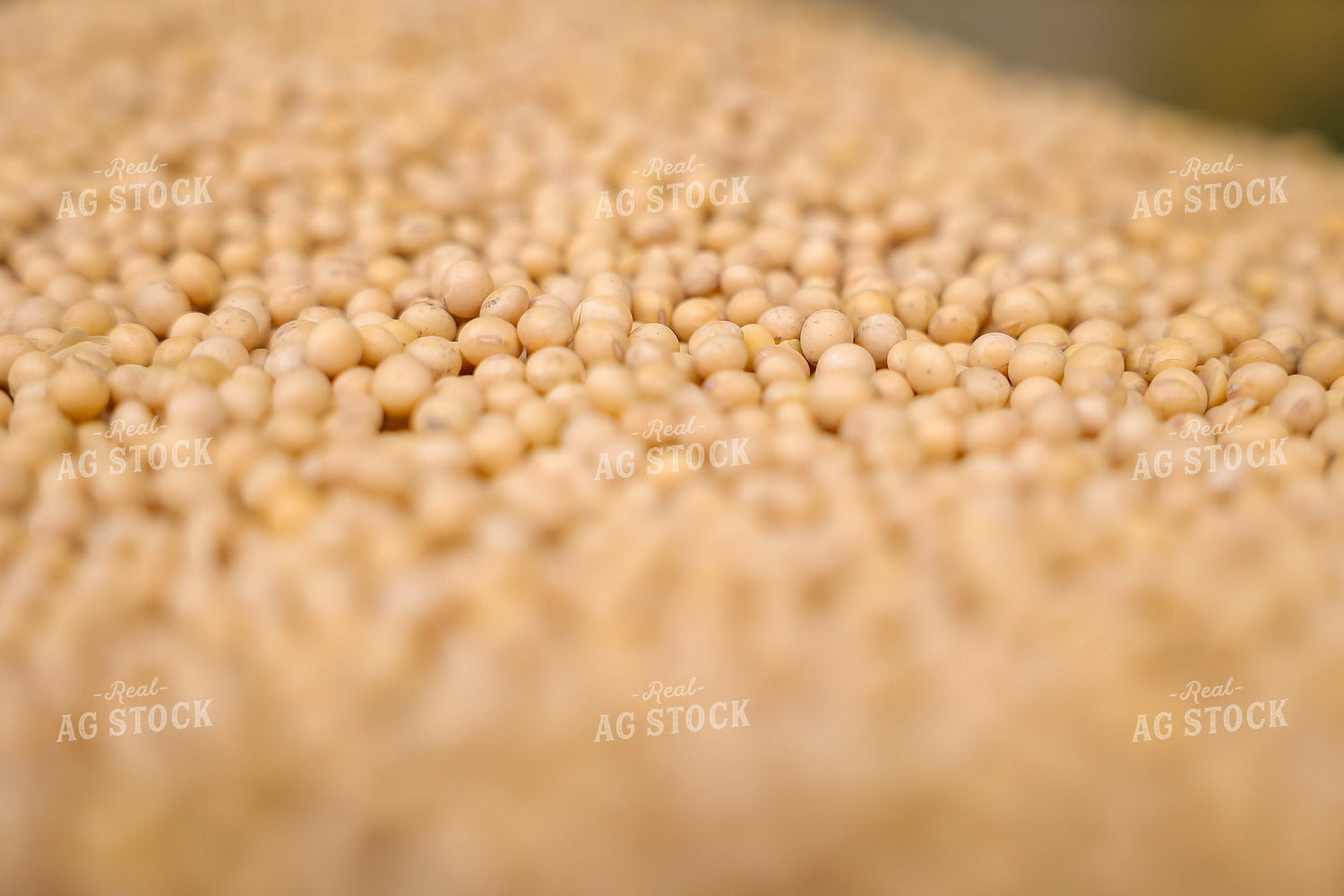 Pile of Harvested Soybeans 52568