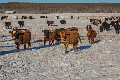Cattle on the Move Through Snowy Pasture 138010