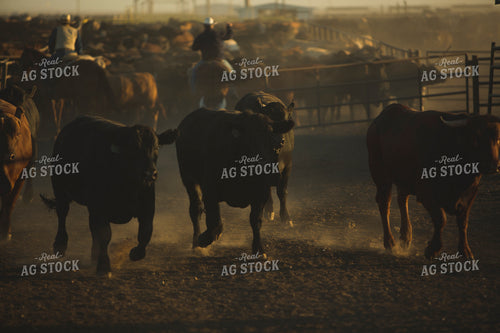 Sorting Feedyard Cattle 3812
