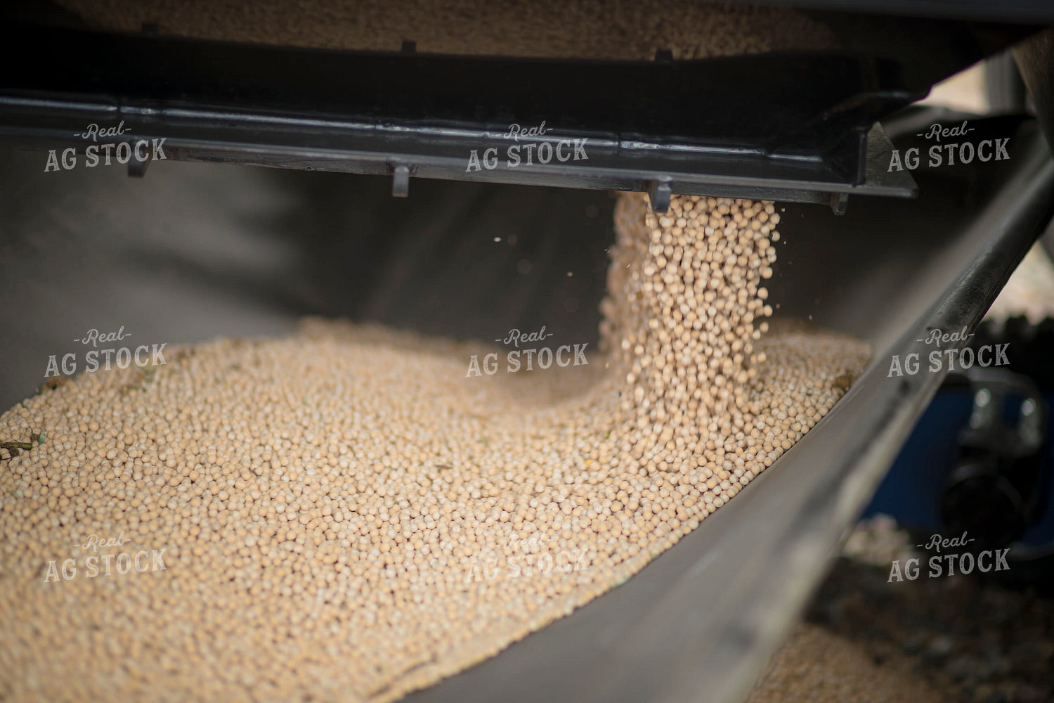 Unloading Harvested Soybeans 135120