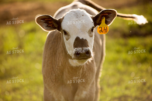 Calf - Charolais and Angus Cross 12
