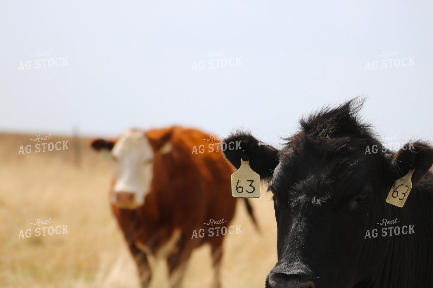 Cattle on Pasture 82385