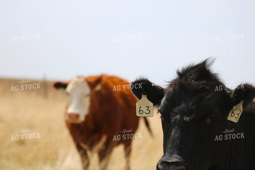 Cattle on Pasture 82385